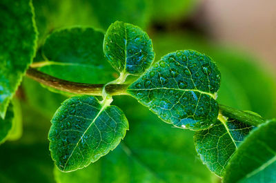 Close-up of fresh green plant