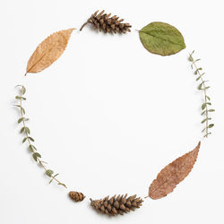 High angle view of dry leaves against white background