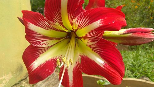 Close-up of red flower blooming outdoors