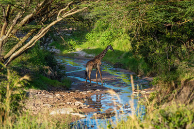 Masai giraffe crossing shallow stream in woods