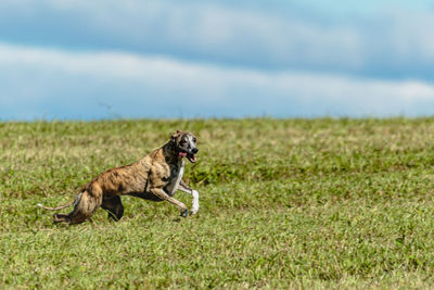 Whippet sprinter dog running and chasing lure on the field