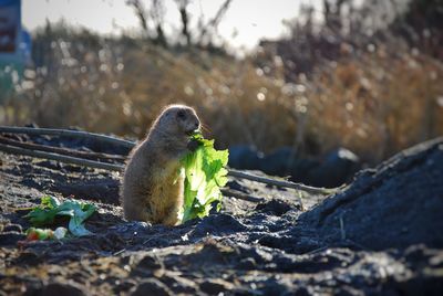 Close-up of marmot eating leaf vegetable