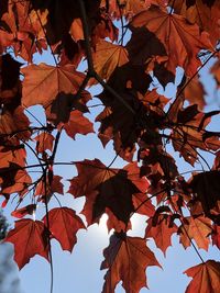 Low angle view of autumnal leaves against sky