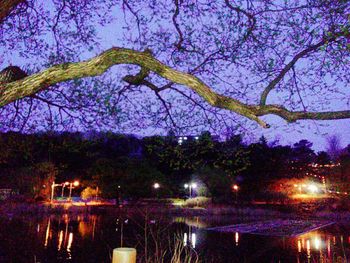 View of trees at night