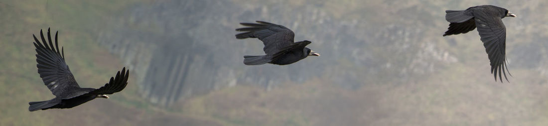 Multiple image of bird flying against mountain