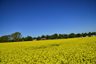 Scenic view of yellow flower field against clear blue sky