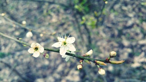 Close-up of white flowers