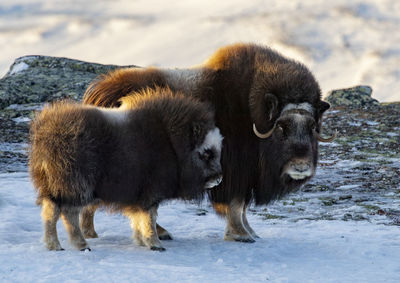 Sheep on snow covered land