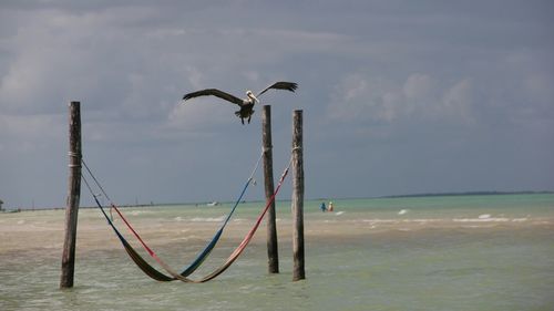 Bird on beach against sky