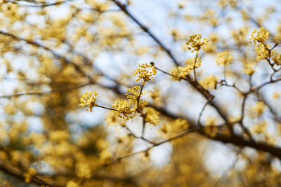 Close-up of buds growing on tree during springtime