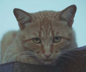 Beautiful cat posing for me on a fence