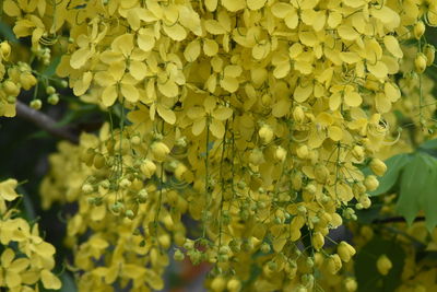 Close-up of yellow flowering plant