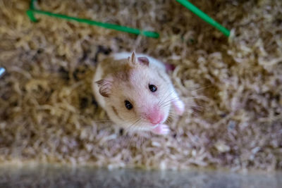 High angle portrait of a rabbit