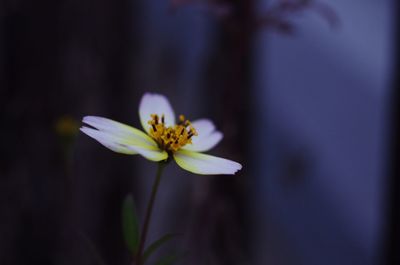 Close-up of white flower
