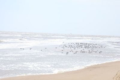 Scenic view of beach against clear sky