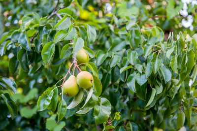 Close-up of fruits on tree