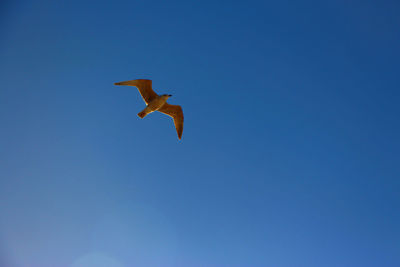 Low angle view of a bird flying