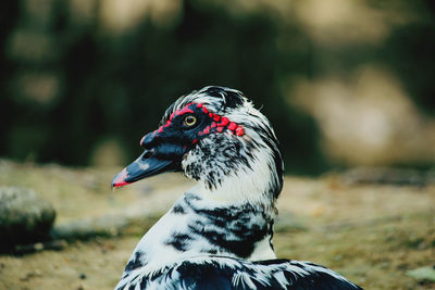 Close-up of a bird looking away