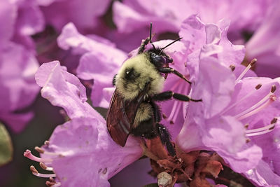 Close-up of bee pollinating on pink flower