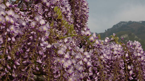 Close-up of pink wisteria  plants against blue sky