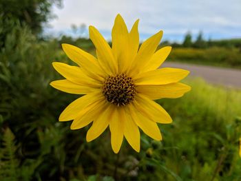Close-up of yellow flowering plant