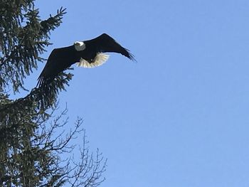 Low angle view of bird flying against clear blue sky