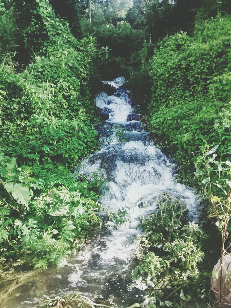 water, flowing water, waterfall, flowing, tree, forest, nature, beauty in nature, motion, green color, stream, growth, scenics, rock - object, plant, tranquility, river, tranquil scene, day, lush foliage