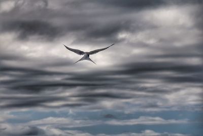 Silhouette bird flying against sky