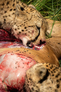 Close-up of two cheetahs eating hartebeest