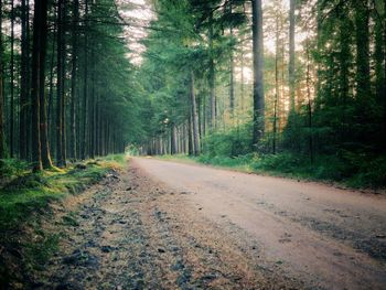 Road passing through forest