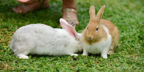 Close-up of rabbit on grassy field