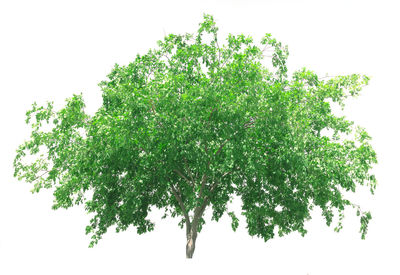 Tree branch against white background