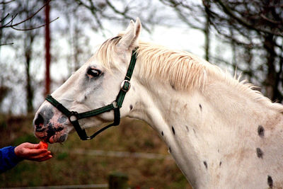 Nervous horse eating an apple.