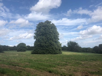 Trees on field against sky