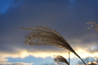 Low angle view of lizard against sky