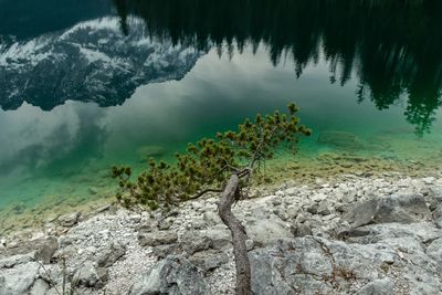 Tree growing by sea