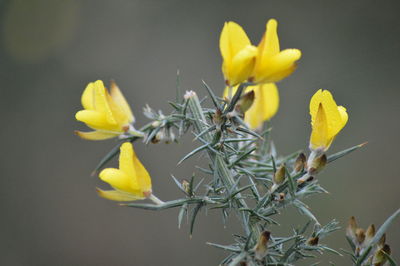 Close-up of yellow flowering plant