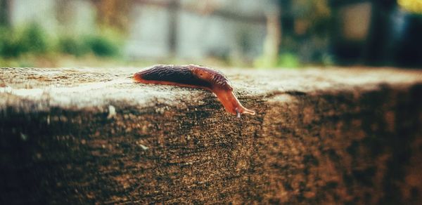 Close-up of snail