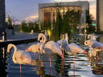 View of birds in lake