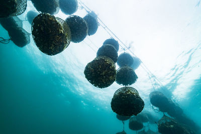 Close-up of jellyfish swimming in sea