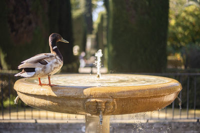 Close-up of bird perching on feeder