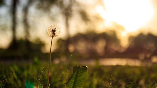 Close-up of dandelion flower on field against sky during sunset