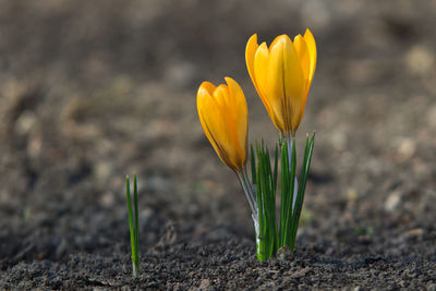 plant