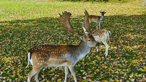 Deer standing in a field