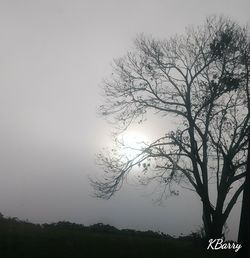 Bare tree against clear sky