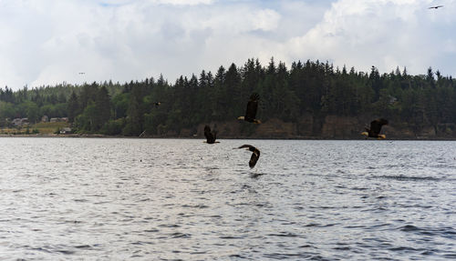 View of ducks in lake against sky