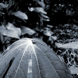 Close-up of plant leaves