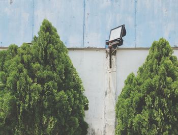 Plants by trees against sky