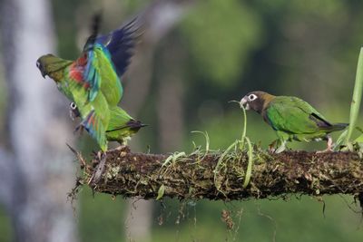 Bird perching on a branch