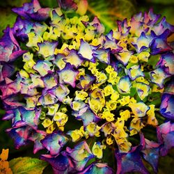 Close-up of purple flowers